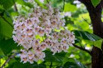 Катальпа (Catalpa bignonioides) 60-100