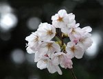 Сакура белая (черенки)