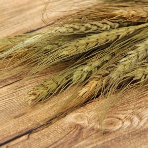 Сухой колос пшеницы, (набор 20 шт)