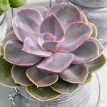 Эхеверия Perle von Nurnberg