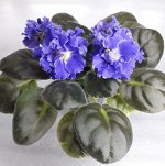 СПЕЦЦЕНА ЗАКУПКИ!!! Детка фиалки ЕК-Севастопольский Вальс (Е.В. Коршунова)
