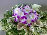 Фиалка Sugar Plum Dream (LLG/Sorano)