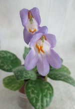 Хирита (примулина) Huba, детка