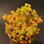Кислица  вулканическая Sunset Velvet, укорененный черенок в стакане 100 мл