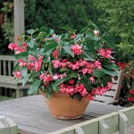 Гибридная бегония Dragon Wing Rose, укорененный черенок от 5 см