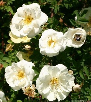 Роза Kakwa КАНАДСКОЙ СЕЛЕКЦИИ
Каква.
Гибрид розы колючейшей (Rose spinosissima). Цветки диаметром 5-7 см, полумахровые, в небольших соцветиях, издали кремово-белые с жёлтыми тычинками, вблизи заметен 