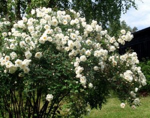 Роза Kakwa КАНАДСКОЙ СЕЛЕКЦИИ
Каква.
Гибрид розы колючейшей (Rose spinosissima). Цветки диаметром 5-7 см, полумахровые, в небольших соцветиях, издали кремово-белые с жёлтыми тычинками, вблизи заметен 