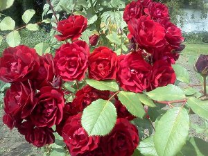Роза Hope for Humanity