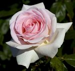 ПРИНЦ ЖАРДИНЬЕР (PRINCE GARDINER) чайно-гибридная роза