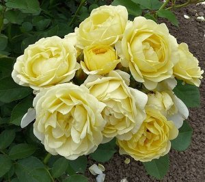 Леди Роза ГОЛДЕН БОРДЕР(GOLDEN BORDER) флорибунда