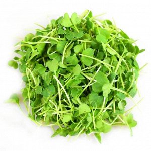 Дайкон Микрозелень содержит максимальное количест во полезных макро- и микроэлементов, витаминов и других натуральных биологически активных веществ. Готова к срезке и употреблению на 7-9 день после по