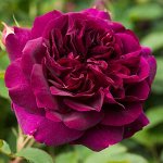 ДАРСИ БАССЕЛ (DARCEY BUSSELL) шраб