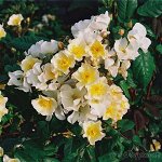 РОЗАЛИТА (ROSALITA) Мускусная роза
