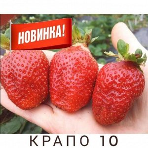 Крапо 10 Фото из интернета.
Цена за 1 укорененный куст.ЗКС.
Его преимущество состоит в высокой урожайности за счёт вызревания ягод на розетках усов, которым не требуется укоренение.
Её выращивают как 