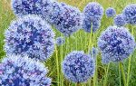 Caeruleum