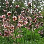 Siculum