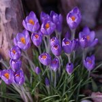 Крупноцветковый Flower Record