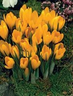 Крупноцветковый Golden Yellow