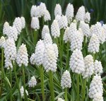 Botryoides Album