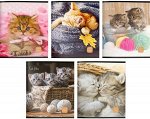 Тетрадь  48л клетка &quot;КОТИКИ&quot; хромэрзац ТОК48КР-КТ офсет №2 Creativiki {Россия}