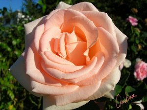 Роза Пересорт. Розы перепутаны по названию. Расцветка может попасться любая.
В связи с этим цена снижена.