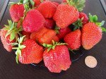 Дарселект_Французская селекция_ранний