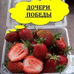 Саженцы клубники Дочери Победы (Джамбо)