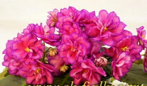 Фиалка Сорт 2019 г. Крупные полумахровые розово – малиново - алые цветы с широкой пурпурно - сиреневой каймой напылением. Зелёная выставочная розетка из заострённых зубчатых листиков. Очень яркий жизн