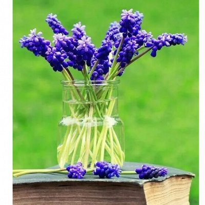 Тюльпаны, Крокусы, Нарциссы 🌷Осень🍁Сдаём до 07.06