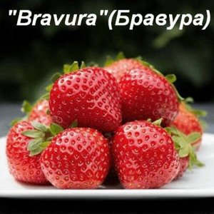 Bravura Ремонтантное растение. Кусты клубники сорта достаточно мощные и обладают большой энергией роста. За счет того, что они имеют вертикальный габитус, кустики очень компактные.
Прекрасно переносит