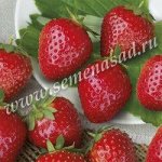 Земляника садовая Сассетт (Р9)