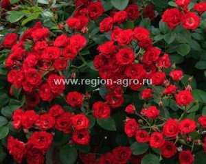 Роза Скарлет Мейдиланд Декор, почвопокровная (Сербия)