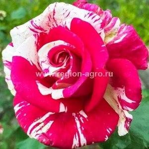 Роза Каллиграфи, ЧГ (Сербия)