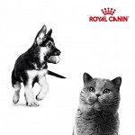 Догхаус. Акция Royal Canin — скидки до 35%