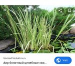 Аир болотный вариегатный
