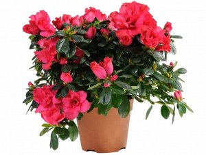 Азалия Диаметр горшка: 12 см Высота примерно 20 см Второе фото наше реальное - все в бутонах, забирайте скорее, чтобы подольше насладиться цветением! Знаете какой лучший полив для азалий? Кубики льда