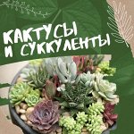 Кактусы и суккуленты