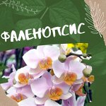 Любимые ФАЛЕНОПСИСЫ! ТАКИХ расцветок Вы ещё не видели