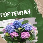 Комнатная гортензия