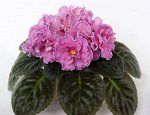 Укорененный лист фиалки  Маркиза (Дадоян) 