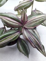 Традесканция Тайская Fluminensis quadricolor, укорененный черенок от 5 см