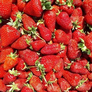 Prise Сорт нейтрального светового дня (НСД) с ягодами среднего размера, очень вкусными и ароматными. Кусты сорта Приз среднего размера, компактные. Цветоносы прямостоячие, на каждом формируется 3-5 пл