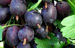Чёрная Капля