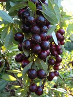 Песчанная Чёрная