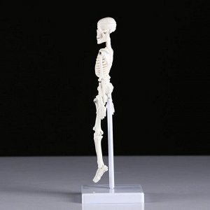 Макет "Скелет человека" 22см