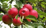 Яблоня крупноплодная NEW