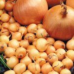 Лук-севок Лук севок Стурон (Sturon) 8/21 TOP Onionsets (Голландия)
Стурон (Sturon) - является одним из самых популярных голландских сортов лука в сегменте позднего лука севка.
Данный сорт очень ценитс