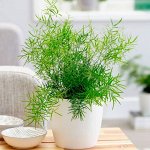 Комнатные цветы Аспарагус Шпренгера, комнатные растения