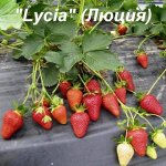 «Lycia» ( Люция)