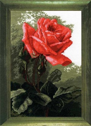 443 "Роза розовая"